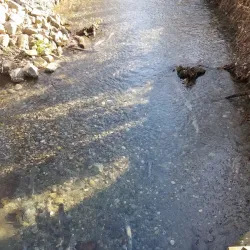 Vedder River Rotary Trail - Chilliwack