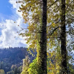 Vedder River Rotary Trail - Chilliwack