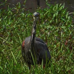 Vedder River Rotary Trail - Chilliwack