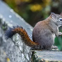 Comox Valley Nature Centre - Comox
