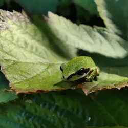 Comox Valley Nature Centre - Comox