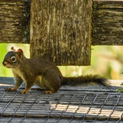 Comox Valley Nature Centre - Comox