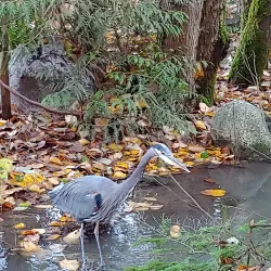 Coquitlam River - Coquitlam