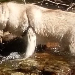 Coquitlam River - Coquitlam