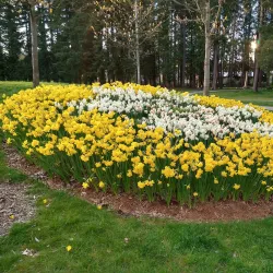 Glen Park - Coquitlam