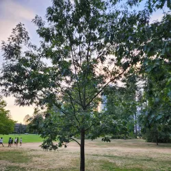 Glen Park - Coquitlam