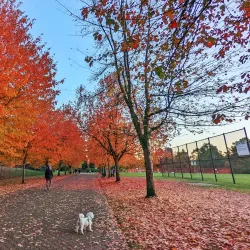 Town Centre Park - Coquitlam