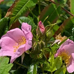 Blomidon Lookout - Corner Brook
