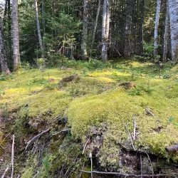 Humber River Trail - Corner Brook