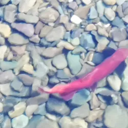 Creston Community Forest - Creston