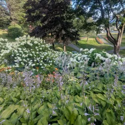 Dartmouth Commons - Dartmouth