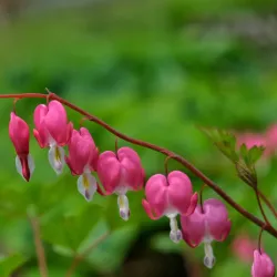 Dartmouth Commons - Dartmouth