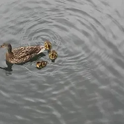 Shubenacadie Canal - Dartmouth