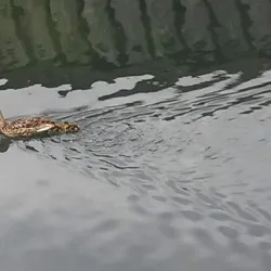 Shubenacadie Canal - Dartmouth