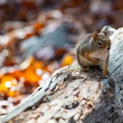 Shubie Park - Dartmouth