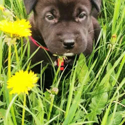 Dawson Creek Trail System - Dawson Creek