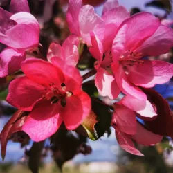 Dawson Creek Trail System - Dawson Creek