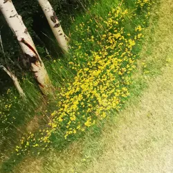 Dawson Creek Trail System - Dawson Creek