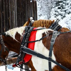 Cassiar Gold Rush Trail - Dease Lake