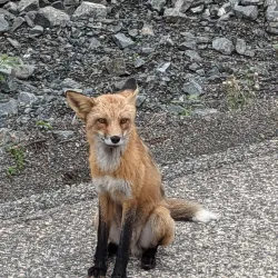 Stikine River Provincial Park - Dease Lake