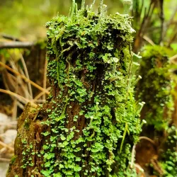 Deep River Golf Club - Deep River