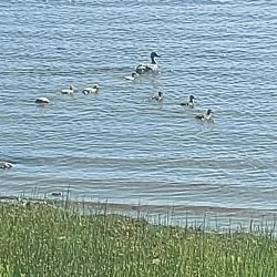 Ottawa River - Deep River