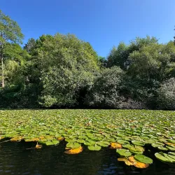 Deer Lake Marina - Deer Lake