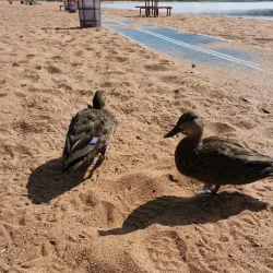 Deer Lake Town Park - Deer Lake