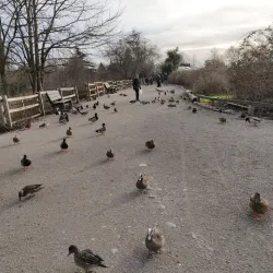 George C. Reifel Migratory Bird Sanctuary - Delta