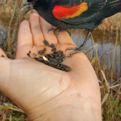 George C. Reifel Migratory Bird Sanctuary - Delta