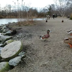 George C. Reifel Migratory Bird Sanctuary - Delta