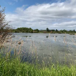 George C. Reifel Migratory Bird Sanctuary - Delta