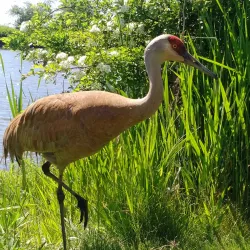 George C. Reifel Migratory Bird Sanctuary - Delta