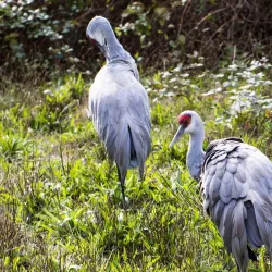 George C. Reifel Migratory Bird Sanctuary - Delta