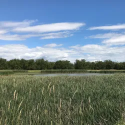 George C. Reifel Migratory Bird Sanctuary - Delta