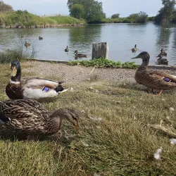 George C. Reifel Migratory Bird Sanctuary - Delta