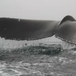 Digby Neck and Islands - Digby