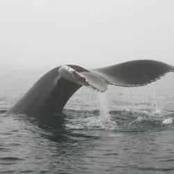 Digby Neck and Islands - Digby