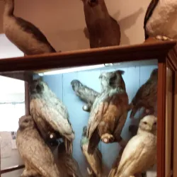 Dorset Heritage Museum - Dorset