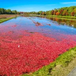 Muskoka Lakes Winery - Dorset