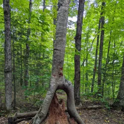 Muskoka River Provincial Park - Dorset