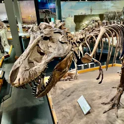 Royal Tyrrell Museum of Palaeontology - Drumheller