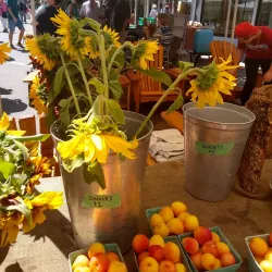 Duncan Farmers Market - Duncan BC