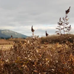 Somenos Marsh Wildlife Refuge - Duncan BC