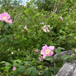 Somenos Marsh Wildlife Refuge - Duncan BC