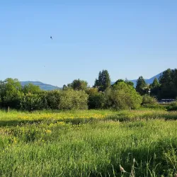 Somenos Marsh Wildlife Refuge - Duncan BC