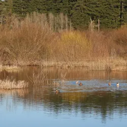 Somenos Marsh Wildlife Refuge - Duncan BC