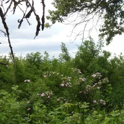 Somenos Marsh Wildlife Refuge - Duncan BC