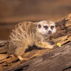 Edmonton Valley Zoo - Edmonton