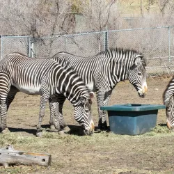 Edmonton Valley Zoo - Edmonton